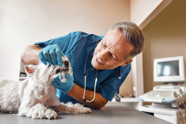 Best Emergency Denture Repair in Bronson, MI